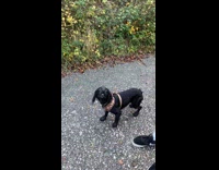 Collab Clips MPUGC - Man testing dogs release word 