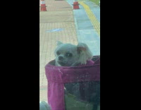 Collab DailyDoseOfInternet - Tiny dog in bag stares at camera 