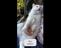 Woman hold and talk with white cat