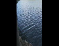 Guy swings off tree branch into lake, loses grip, and belly flops into water