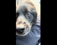 Excited dog neck scratch