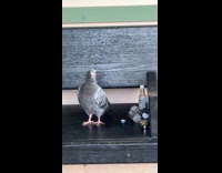Pigeon beside bottles and lighter on bench