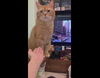 Orange cat licks paw instead of handshake