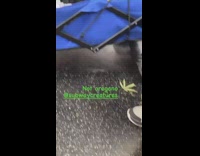Marijuana plant transported in cart on subway