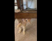 Orange cat between table hanging onto beam 