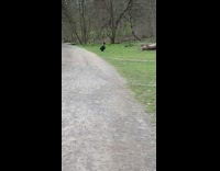 Woman handstand forest bench photo shoot