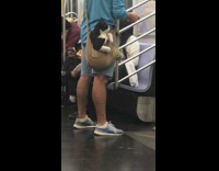 Black cat riding subway in shoulder bag