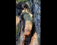 Penis looking tree has puddle of white powder 