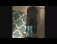 Black and white dog in blue harness greeting owner after owner opens door