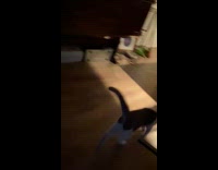 Cat jump and touch hand of filmer