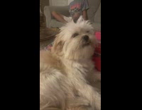 Guy punches dog in face fake cries 