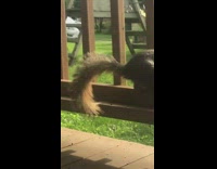 Lose control missy elliot squirrel moving dancing on porch wooden