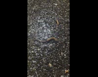 Salamander wiggle crawl move on pavement rain