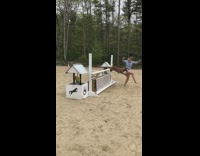 Girl brown dog jump over white bar