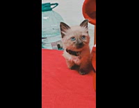 Fluffy kitten stares on table 