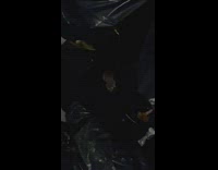 Rats scavenges through garbage on the street 