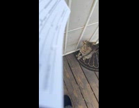 Collab Clips MPUGC - Dad cat visits mom cat and kittens