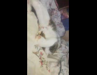 Cat laying down rolls over stretches bed 