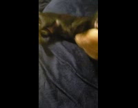 Girl and black puppy play with toy 