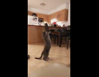 Black cat jumps catches random things toy