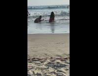 Girl sits leans forward beach shore sand