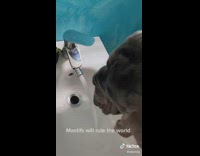 Collab BitchIG2 - Black mastiff dog turns on sink with mouth to drink water