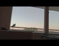 Grey cat stare at bird outside window