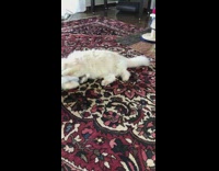 Brown cat plays with moving fish toy