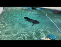 Dog swims in pool onto floatie