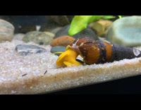 Elephant snail slowly crawls inside aquarium