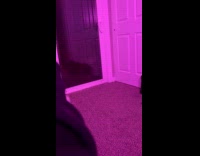 Cat sees reflection jumps on glass door