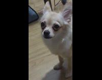 Dog makes mouth movements with squeaky sounds