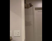 Cat climbs up door mission impossible song