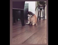 Collab Kale Salad IG - Dog wears shirt scooches back falls