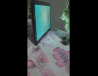 Kitten touch goldfish video on tablet screen