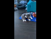 Grey brown white puppy chases bites tail 