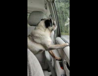 Pug dog looks out parked car window 