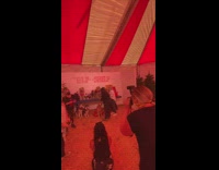 Group of dogs sit and pose tent 