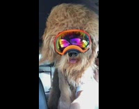 Brown dog orange goggles car ride window 