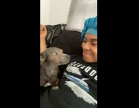 Dog reacts to being kissed on couch