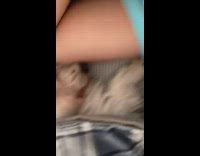 White dog sleeps tucked in blue blanket 