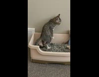 Grey kitten stands upright in litter box 