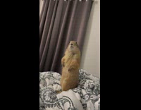 Prairie dog sitting on bed surveying room