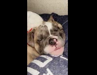 Baby dog twitches during sleep