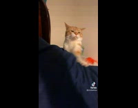 Collab Clips mpugc - Cat told not to do that fights with owner