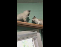 Two grey kittens play on wood shelf