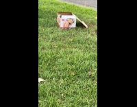 Woman found box of fleshlight