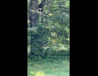 Submitter sees albino squirrel at park