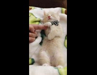 Kitten in black plaid bow sleeps on its back and get paw pet by girl 