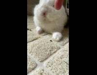 Bunny woke up then feed some food